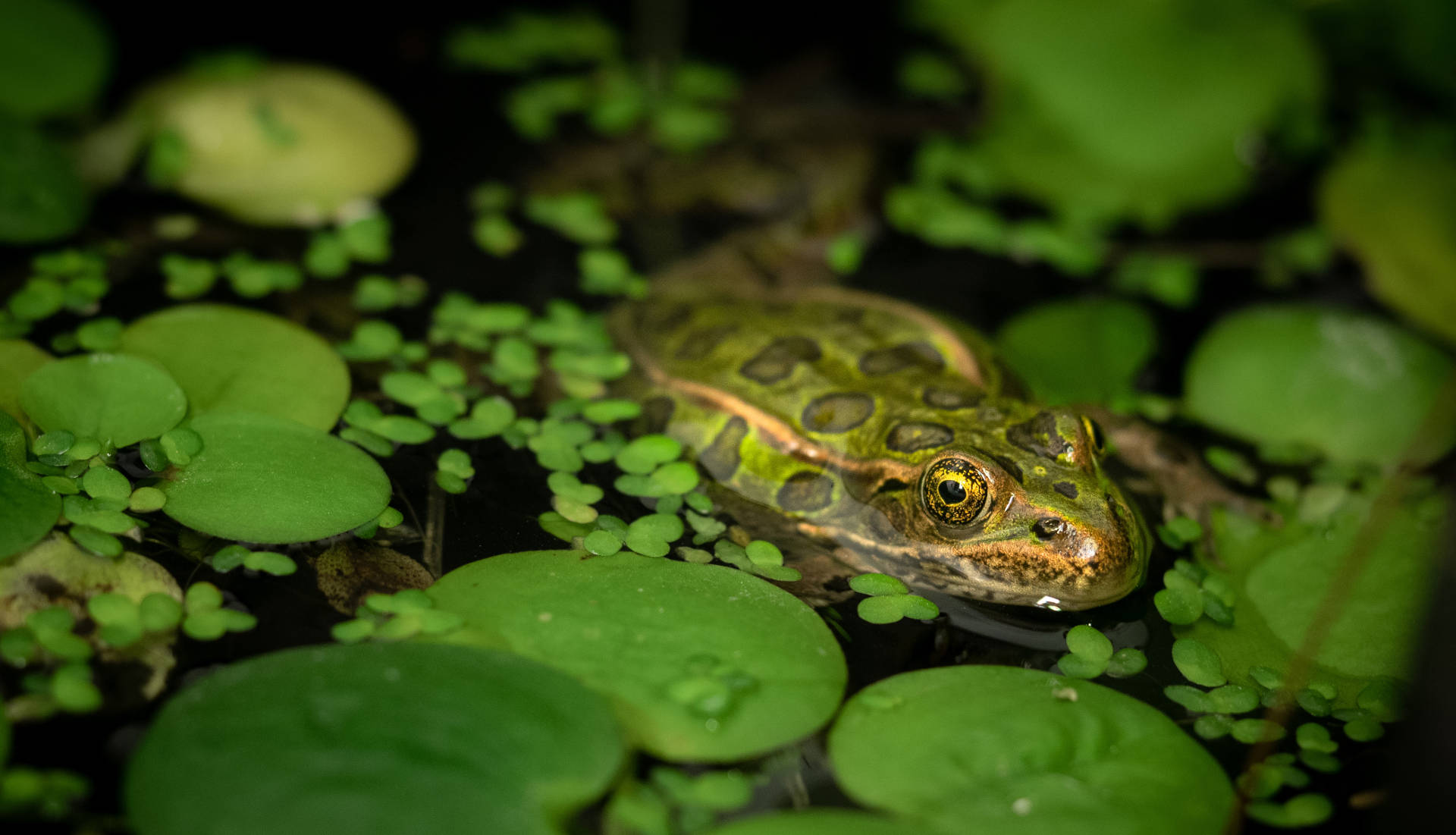 Northern Leopard Frog Jumpstarter