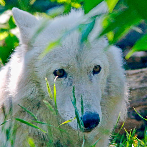 Arctic Wolf Face