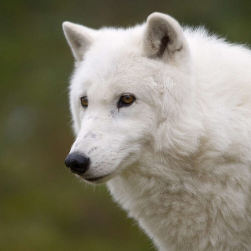 Creature Feature: Arctic Wolf