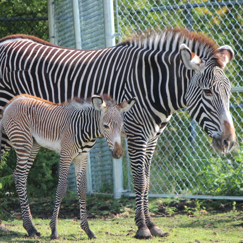 Zebra Mom & baby