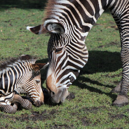 Grevys Zebra And Baby