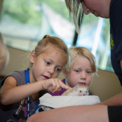 Zoo Summer Day Camps