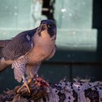 A Peregrine Falcon sitting on a branch, eating.