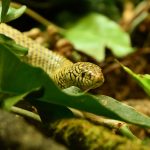 Orlie the Florida Kingsnake slithers through the foliage of his home