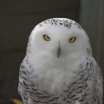A snowy owl named Ukpik looks at the camera