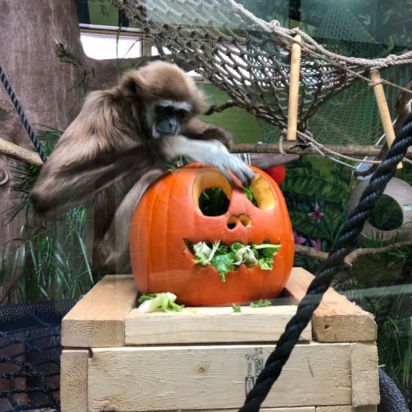 Boo at the Zoo 2025 A gibbon plays with a pumpkin