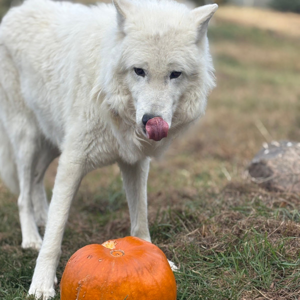 Boo at the Zoo 2025 An artctic wolf checks out a pumpkin