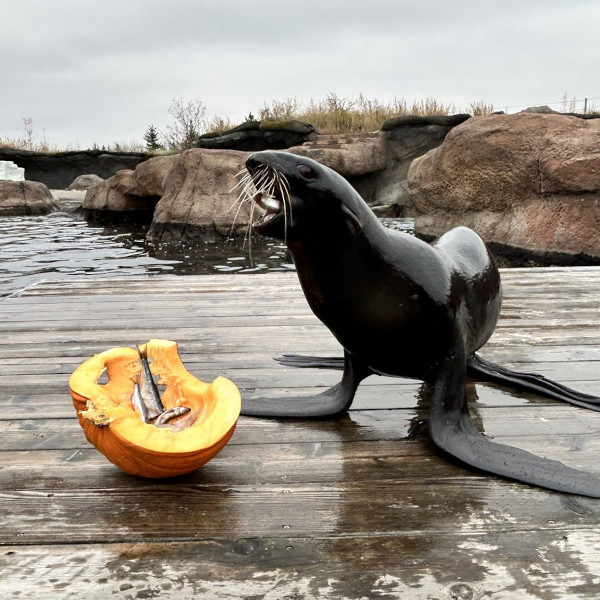 Boo at the Zoo 2025 A Harbour Seal sits eats a pumpkin