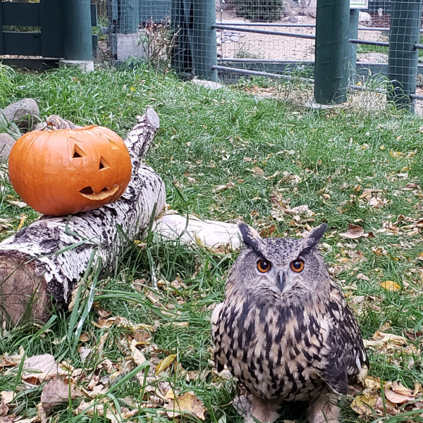 Boo At the Zoo 2025 A Eurasian Eagle Owl sits next to a pumpkin