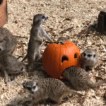 Meerkats play around a Jack'o'lantern during Boo at the Zoo!