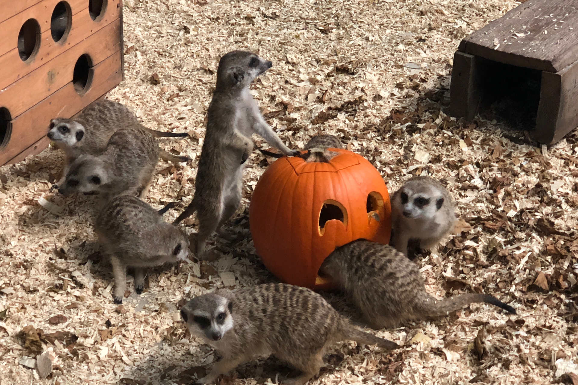 Meerkats play around a Jack'o'lantern during Boo at the Zoo!